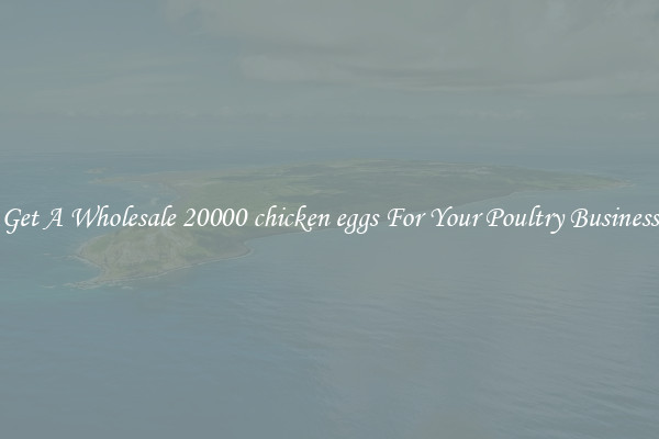 Get A Wholesale 20000 chicken eggs For Your Poultry Business